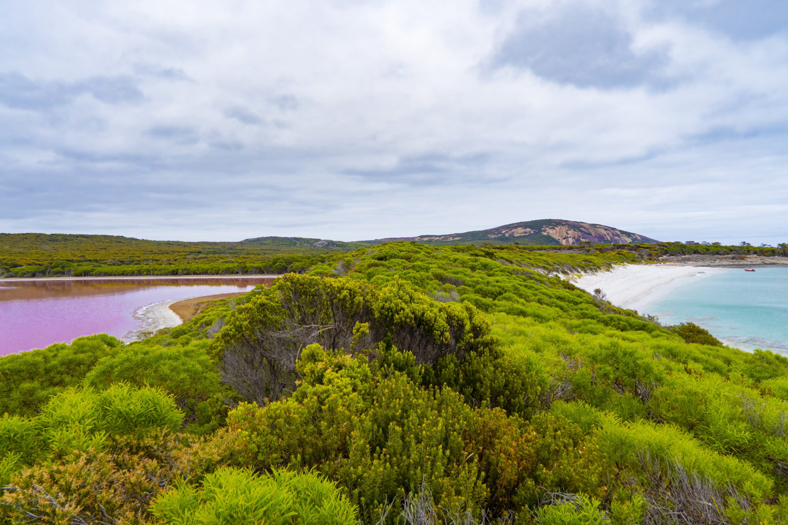 Bäume spalten das blaue Meer und einen pinken See.