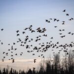 Why Are Oceans Blue, but Some Lakes Turn Pink or Red?