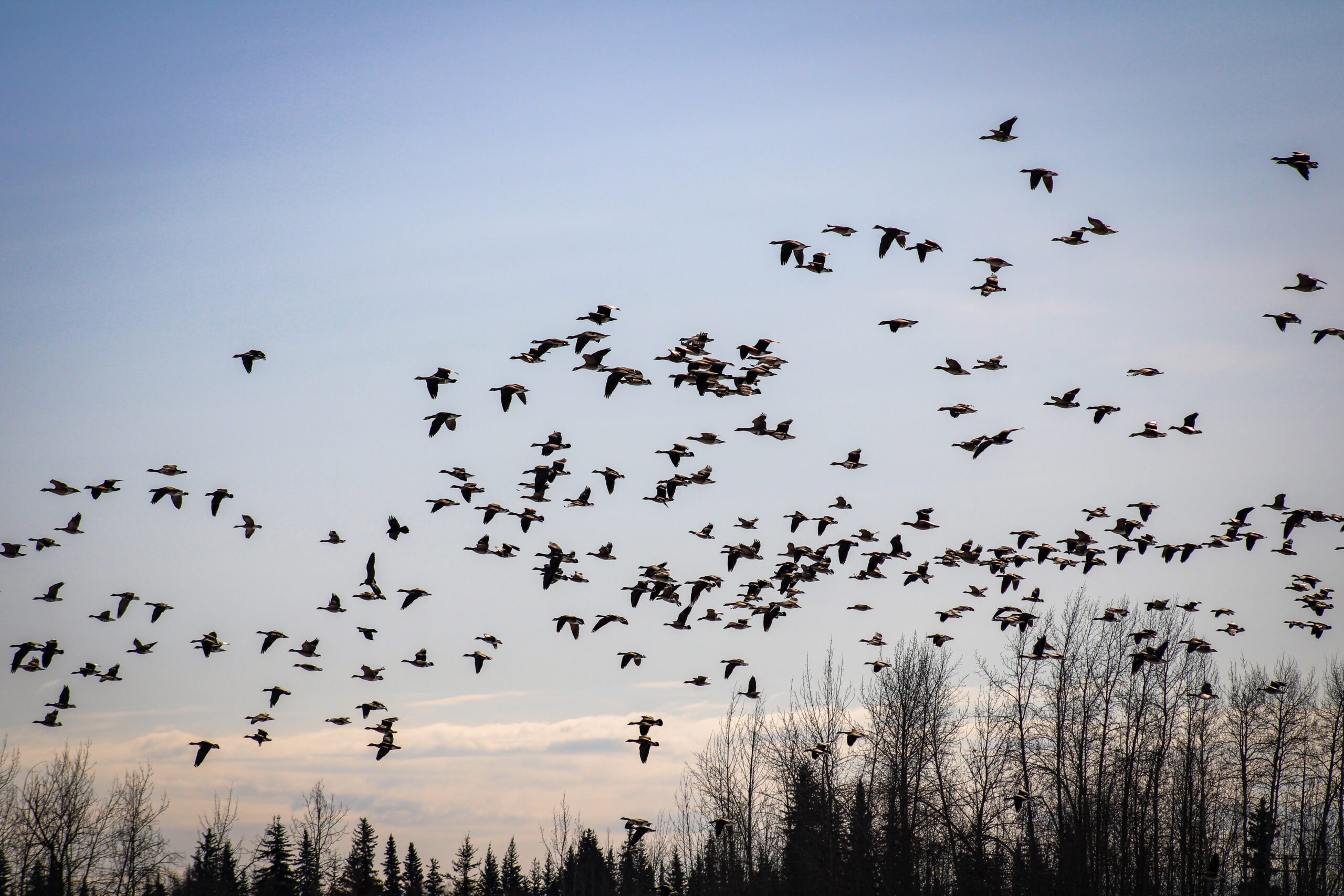 Zugvögel am Himmel fliegen über den Baumkronen.