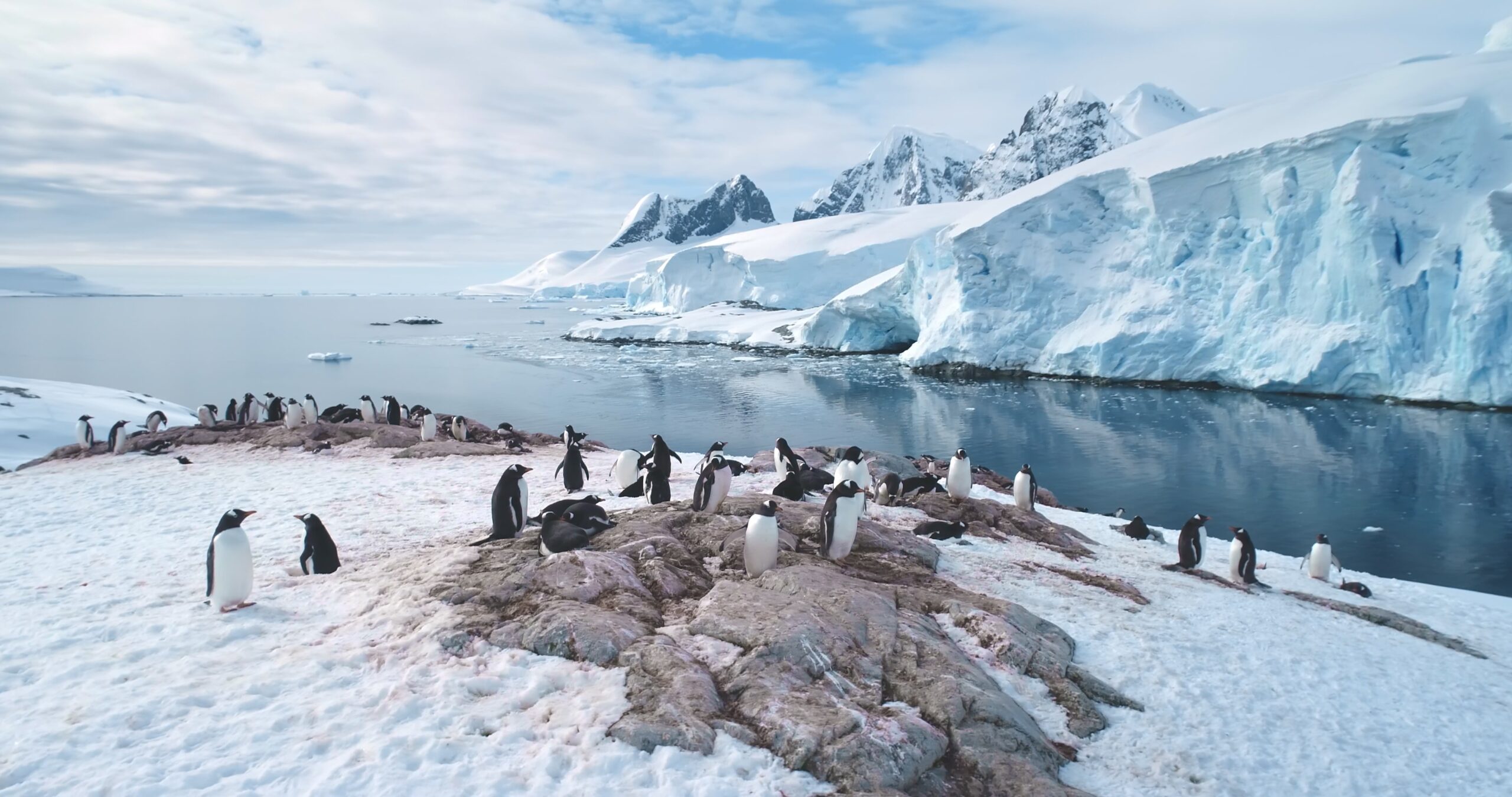 Vor eisigen Bergen und Wasser versammeln sich viele Pinguine.
