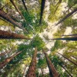 The Secret Language of Trees: How Forests Talk Beneath Our Feet