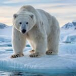 Nature’s Glow: The Science Behind Bioluminescent Creatures