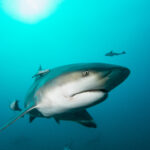 Nature’s Loudest Sounds – The Most Ear-Splitting Noises in the Wild